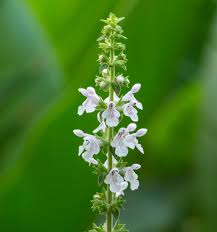 Image result for Stachys pseudonigricans