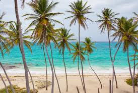 They do not have long, deep taproots like some trees (oak, for example). 5 Fascinating Facts About Palm Trees 30a