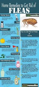 (photo courtesy of angie's list member catherine s. How To Get Rid Of Fleas In The House Video Tutorial