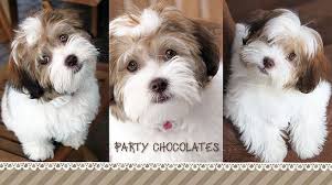 Black And White Havanese Puppy For Sale Beautiful Akc Havanese Puppies All Colors Specializing In Chocolates Chocolate Parti Black And Whites Havanese Puppies For Sale Havanese Puppies Havanese