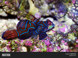 We did not find results for: Synchiropus Splendidus Image Photo Free Trial Bigstock