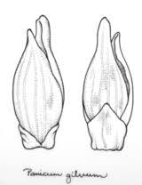 Image result for Panicum gilvum