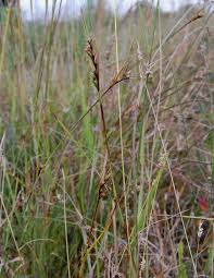 Image result for Scleria mikawana