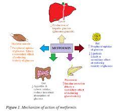 Metformin And Its Gastrointestinal Problems A Review