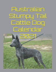 Australian stumpy tail cattle dog. Australian Stumpy Tail Cattle Dog Calendar 2021 Corn 9798550639092 Amazon Com Books