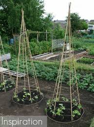 Pin By Leslie Lamb On Gardening Plants Veggie Garden Growing Beans