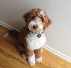 Market report for chicago, illinois. Best 6 Goldendoodle Breeders In Illinois 2021 We Love Doodles