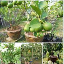 Anak pokok yang siap ditanam kedalam pasu. Biji Benih Sayuran Bunga Herba Dan Baja Tanam Pokok Buah Dalam Pasu Oh Macam Ni Ka Orang Siam Guna Campuran Media Tanaman Untuk Menanam Pokok Buah Dalam Pasu Tanaman Pokok Buah