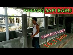 Download mp3 kandang sapi limosin dan video mp4 gratis. Kandang Sapi Part 2 Biyaya Pembuatan Kandang Sapi By Om Jhon Ngaritan