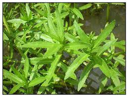 Image result for Enydra