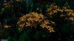 Akubiomed 195 views3 months ago. Photo Of Bunga Harum Sundal Malam Id 135996998 Royalty Free Image Stocklib