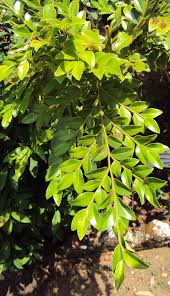 Image result for Diospyros squarrosa