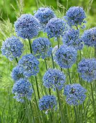 Allium Caeruleum Allium Flowers Bulb Flowers Onion Flower