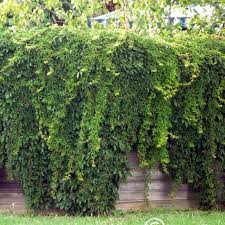 Image result for Parthenocissus quinquefolia