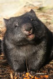 How Do Cute Animals Animals Beautiful Wombat