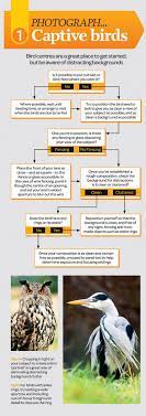 Free Bird Photography Cheat Sheet Part 1 Wildlife Photography Tips Outdoor Photography Tips Photography Cheat Sheets
