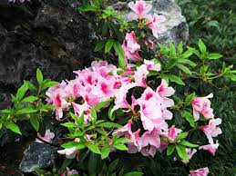 Maybe you would like to learn more about one of these? 5 Top Trending Shrubs For You To Plant Right Now