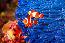 Image result for clownfish