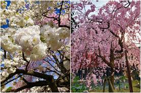 Maybe you would like to learn more about one of these? Philippines Has Cherry Blossoms As Beautiful As Japan S