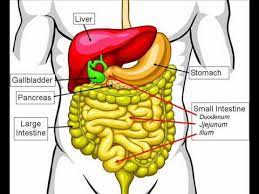 We did not find results for: Meaning Of Gut In Hindi