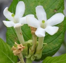 Image result for Guettarda