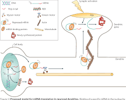 Check spelling or type a new query. Figure 1 From Dendritic Mrna Transport Translation And Function Semantic Scholar