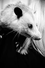 Pet Opossum Photo By Kelly Brown National Geographic Your Shot Awesome Possum Opossum Pets