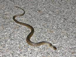 Snake Lifelist Snake Image Search Animals Beautiful