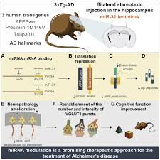 We did not find results for: Mirna 31 Improves Cognition And Abolishes Amyloid B Pathology By Targeting App And Bace1 In An Animal Model Of Alzheimer S Disease Molecular Therapy Nucleic Acids