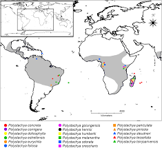 Image result for Polystachya melanantha