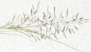 Image result for Eragrostis tenuifolia