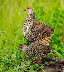 Image result for Clappertonia polyandra