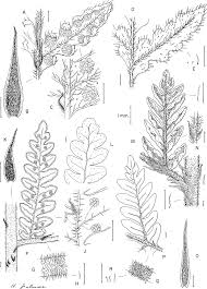 Image result for Megalastrum lanuginosum