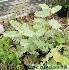 Image result for Elephantorrhiza suffruticosa