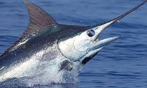 Mar 26, 2021 · ciri khas ikan hias ini mempunyai warna belang kuning dan hitam di bagian tubuh nya serta ekor nya yang berbentuk huruf v, untuk memelihara sebaik nya jangan di campur dengan ikan yang lain, karena ikan botia badut walaupun kecil namun agresif banget. 5 Jenis Ikan Tercepat Di Lautan Si Binatang