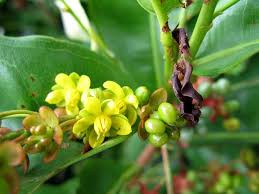 Image result for Gomphia