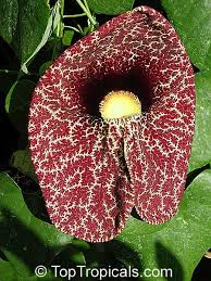 Image result for Aristolochia littoralis