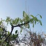 Image result for Rourea orientalis