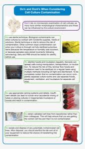It covers products derived from in vitro cell culture, such as interferons, monoclonal. Do S And Dont S Of Cell Culture Animal Transparent Png 3244x5684 Free Download On Nicepng