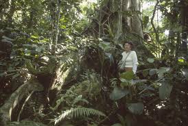 Image result for Malvaceae subfamily Bombacoideae