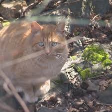 Here, you'll learn how you can build a feeding station for the community cats in your neighborhood. Stray Cat Colony Discovered Hiding By Interstate In West Little Rock Katv