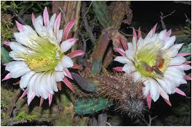 Full moon in the morning moving fast in a bright. Flowering Phenology And Observations On The Pollination Biology Of South American Cacti 2 Cereus Aethiops