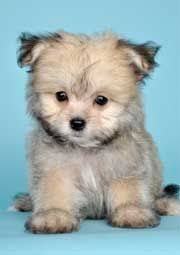 It originated in the united states. A Maltese Pomeranian Mix If They Don T Shed I Want One After The Unmentionable Happens To Curre Pomeranian Mix Puppies Pomeranian Mix Pomeranian Puppy
