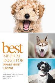Good Medium Sized Dogs For Apartments The 5 Best Breeds Oodle Dogs Medium Sized Dogs Dog Breeds Medium Dog Daycare