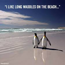 I would love to voice an animated penguin or platypus at some point. Sunday Funny Penguin Quotes Best 19 Kowalski Memes Penguins Of Madagascar Penguin Quotes Dogtrainingobedienceschool Com