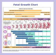 44 Bright Fetal Development Diagram