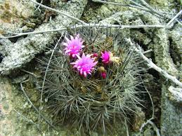 Image result for Tinnea eriocalyx