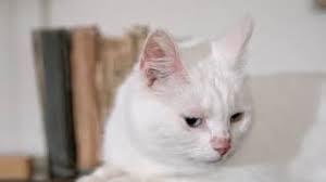 Karakalem #girl #drawing karakalem çizimi gerçekçi kolay kız çizimi resim çizimi şapkalı kız çizimi nasıl çizilir yeni başlayanlar için. Cheese Is Milks Leap Toward Immortality Thu Nguyen Vlog Soft Piano Youtube