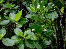 Image result for Guettarda