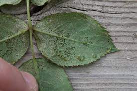 The roses with 7 leaves generally do not bear flower. Skeletonized Extension Entomology